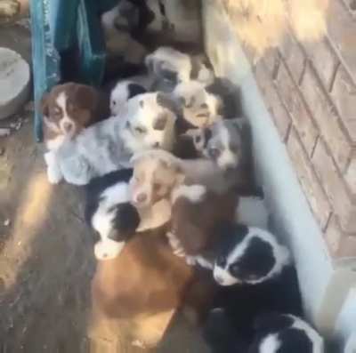 “Oh!!! Hey!!! The hooman is here!!”