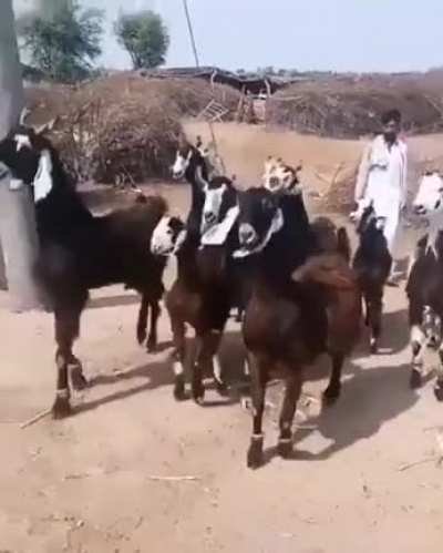 The Return of Disco Goats
