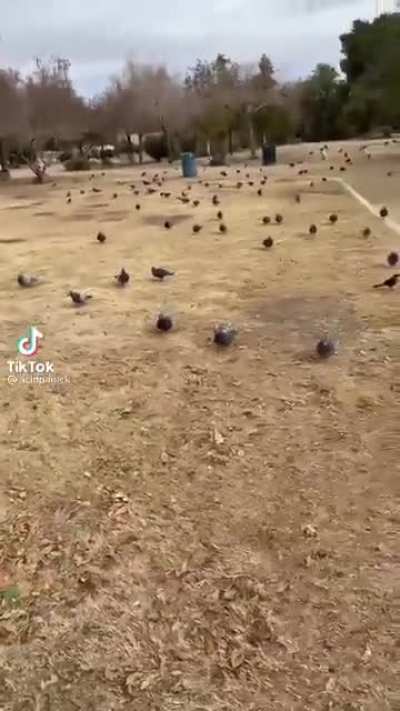 Just trying to have a picnic...