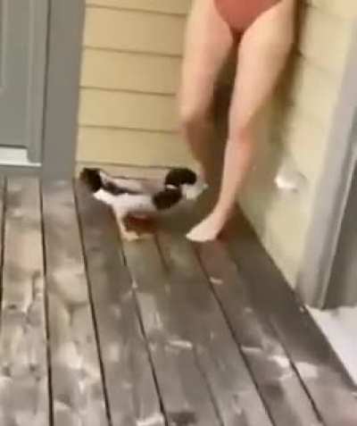 Good Boy