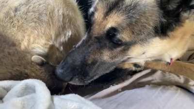 Since Migi was a hit yesterday, I thought I’d post a vid of him playing with his BF, Heidi.
