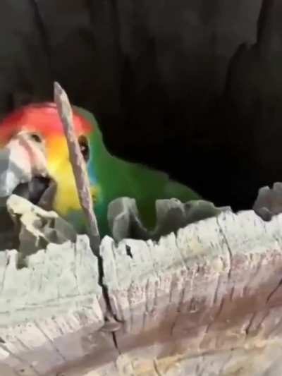This parrot has unusual baby birds