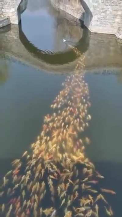 Fish following duck for some strange reason.