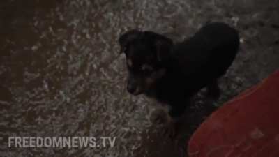 Meet Rambo, Ukrainian forces' adorable puppy.