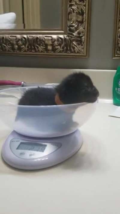 My 8 day old day old foster had opinions about being away from mama for 30 seconds while I weighed him