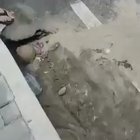 Foi na rua pedir volta do AI-5 e quando levou voz de prisão, gritou pedindo ajuda da mãe