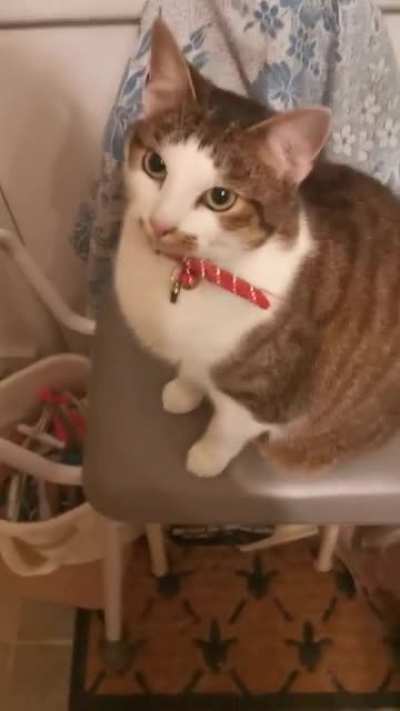 Smudge is back with her broken meow. She politely shouts at us for pets.