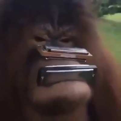 m o n k e