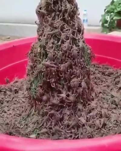 Forbidden fountain.