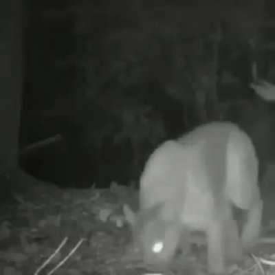Predator and prey casually going after a whole day of acting for Nat Geo