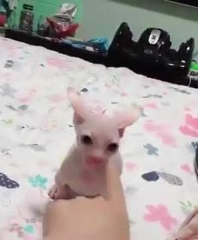 Bingus floppanın amınakoymak için hazırlanıyor 😎