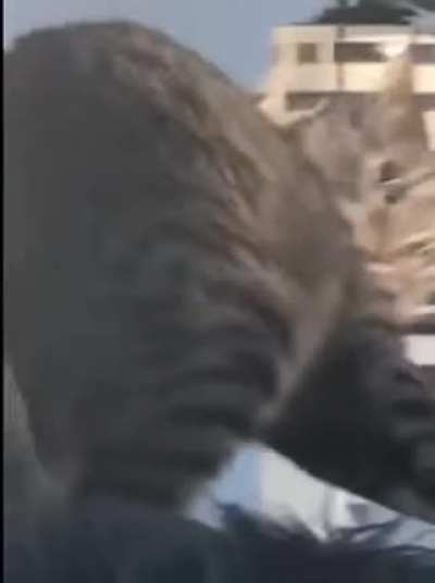 Cat is broken