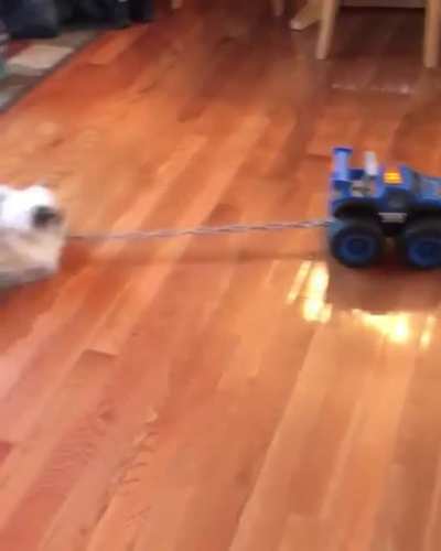 Haulin’ Chonk!