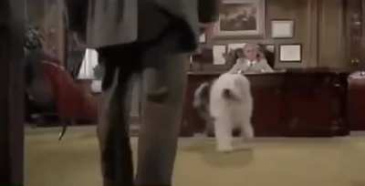 Dogs got hands