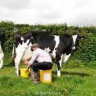 Moo 🐄