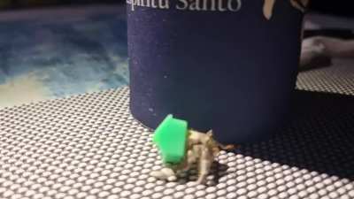 Mayfair coconut crab