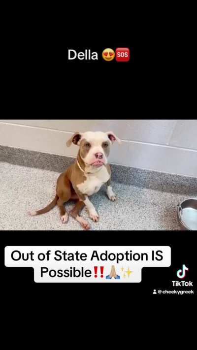 🆘 3/21 Very Urgent Now‼️😍 Della A651377 is such a cute Pittie pup (HW-). dog-friendly & wiggly. That pouty face is sure to get her out of any trouble! She’s ready to bust out of jail & rule someone’s world! Urgently seeking loving forever home! 🫶🏼