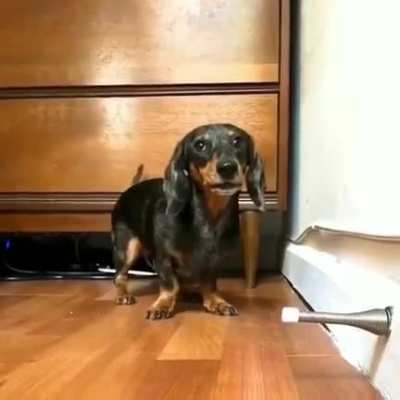 Dog vs doorstopper