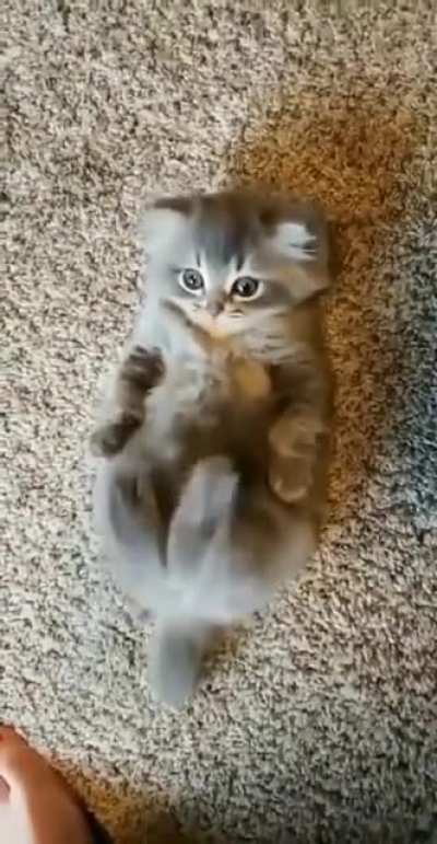 i demand more pets
