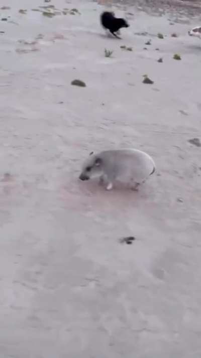my boy was just walking