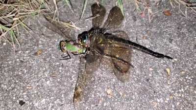 Dragonfly cannibalizing another. You can hear its mandibules crunching.