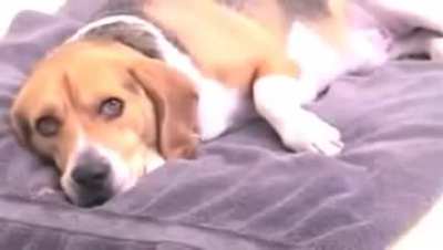 aww, what a cute dog