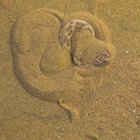 A Sand Viper concealing itself to prepare for attack