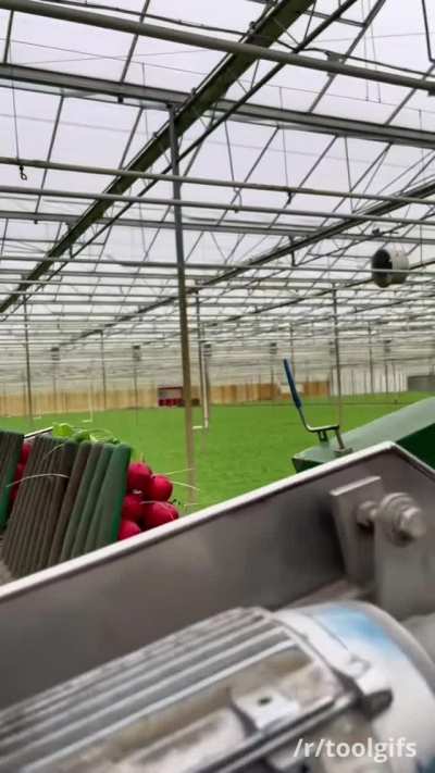 Harvesting and bunching radishes
