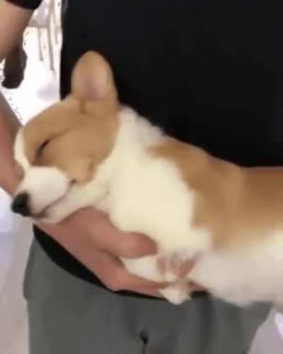 Sleepy puppy