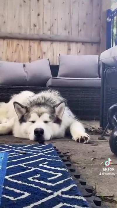 Cutest puppy ever