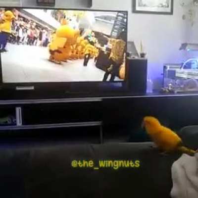 Pika bird!