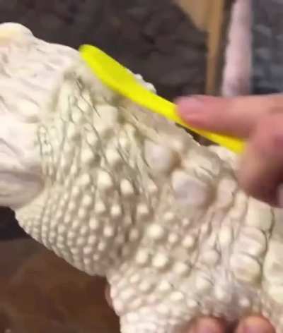 Never seen a gator look so happy