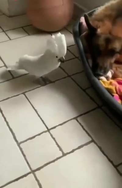 Just a normal day with a parrot