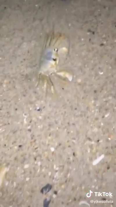 Angry crab throws sand