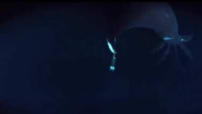 A video of the Dana Octopus squid (Taningia danae) caught more then 539 meters down
