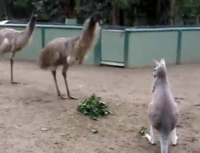 Emu vs Kangaroo.