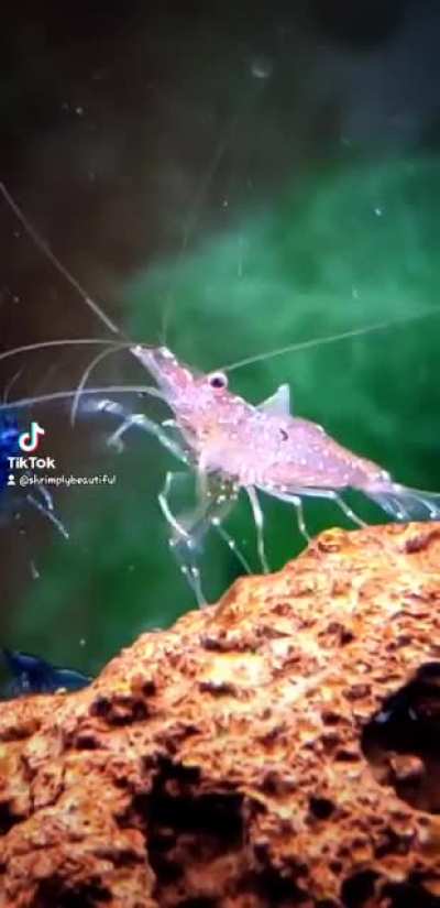 Busta Shrimps