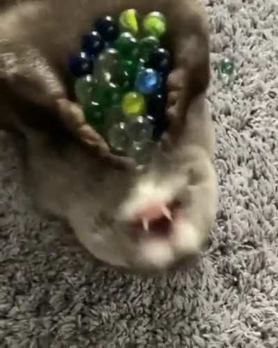 As bolitas