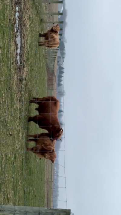 Cold December morning, with sleet. Listening to Wings, watching highland cows. 🪽