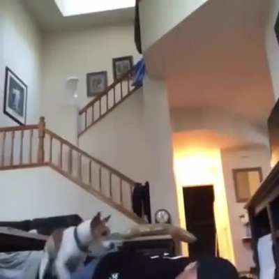 Good doggo saves his human from a horrible death
