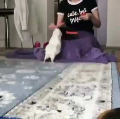 How well-mannered guinea pigs eat!