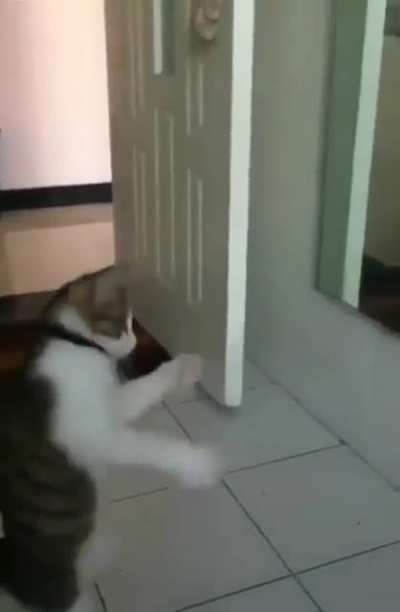 Perhaps a boxer