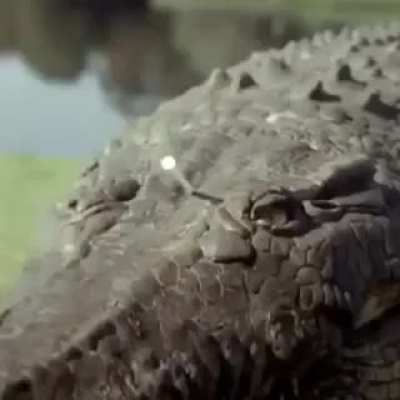 Explosive gator