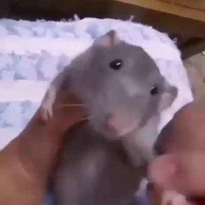 Hola 🐀