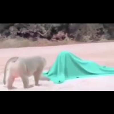 Monkey A
