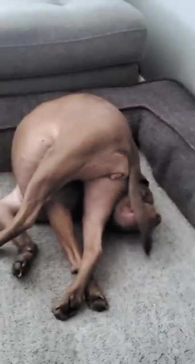 Pretty sure something is wrong with my dog :/