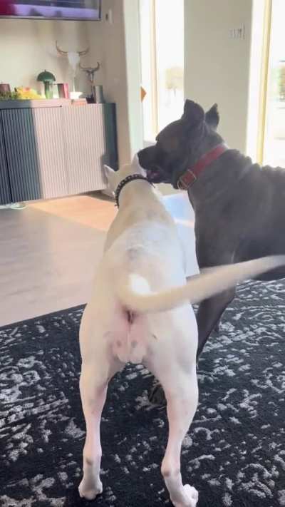 Corso vs Dogo
