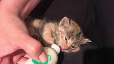 She might be illegally smol by her appetite isn’t!