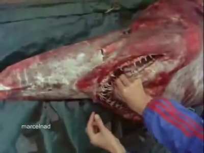 Goblin Shark's Extendable jaws