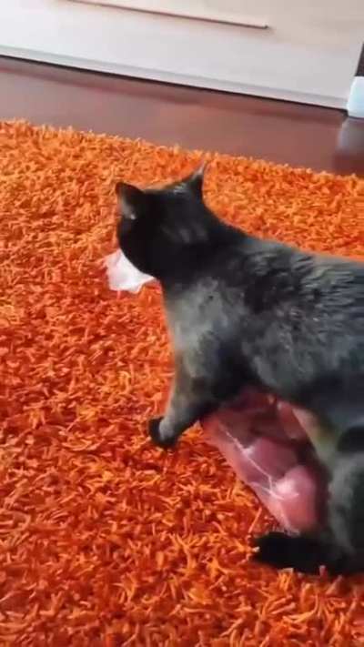 Little robber